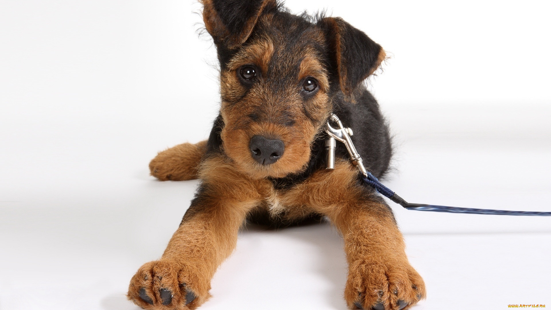 airedale, terrier, , , , , , 